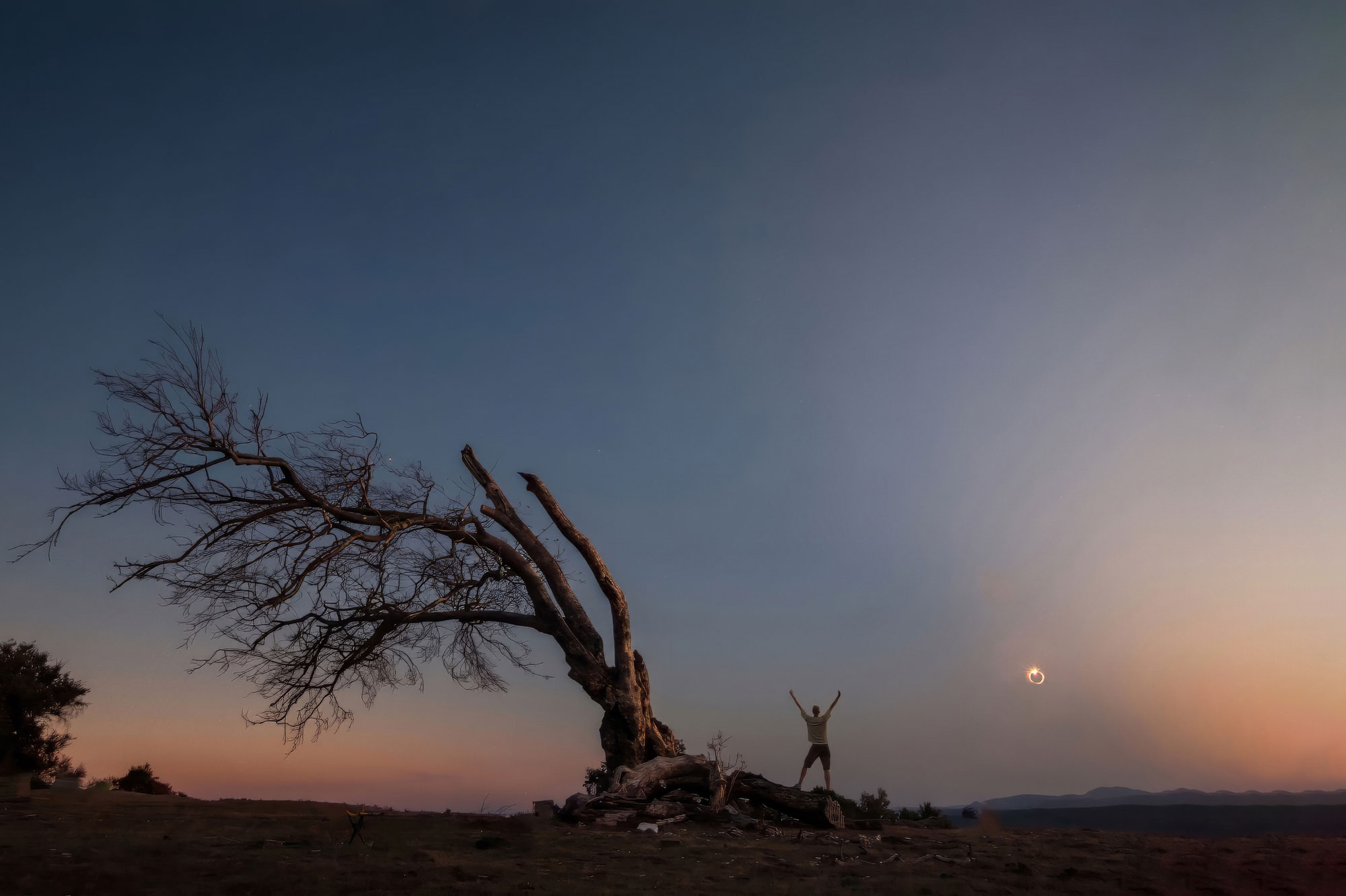 Eclipse total sobre un árbol solitario al atardecer